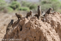 mangouste naine / dwarf mongoose