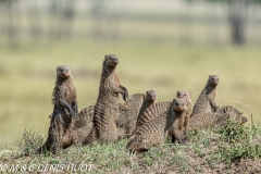 mangue rayée / Banded mongoose