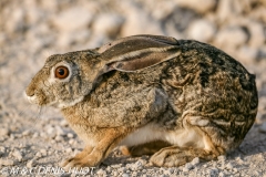 lièvre du Cap / cape hare