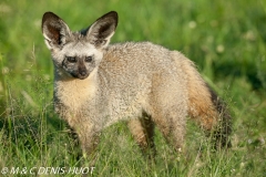 otocyon / bat-eared fox