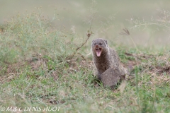 mangue rayée / Banded mongoose