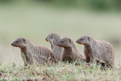 mangue rayée / Banded mongoose