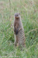 mangue rayée / Banded mongoose