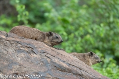 daman de rocher / rock hyrax