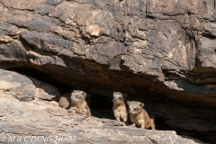 daman de rocher / rock hyrax