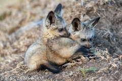 otocyon / bat-eared fox