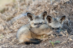 otocyon / bat-eared fox