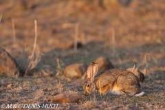 lièvre du Cap / cape hare