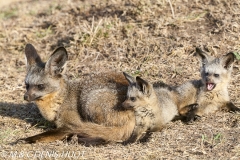 otocyon / bat-eared fox