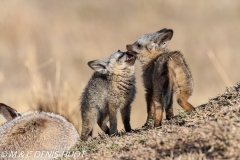 otocyon / bat-eared fox