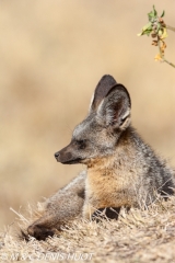 otocyon / bat-eared fox