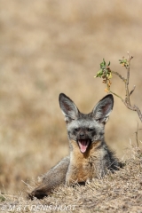 otocyon / bat-eared fox