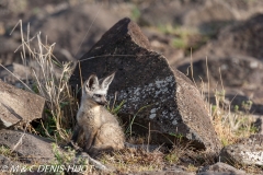 otocyon / bat-eared fox