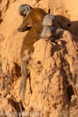 mangouste naine / dwarf mongoose