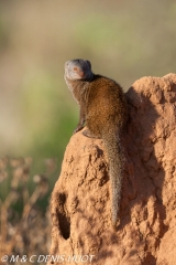 mangouste naine / dwarf mongoose