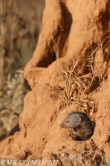 mangouste naine / dwarf mongoose