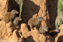 mangouste naine / dwarf mongoose