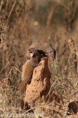 mangouste naine / dwarf mongoose