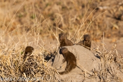 mangouste naine / dwarf mongoose