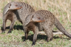 mangue rayée / Banded mongoose