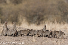 mangue rayée / Banded mongoose