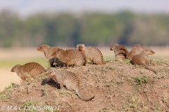 mangue rayée / Banded mongoose