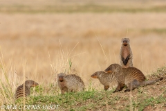 mangue rayée / Banded mongoose