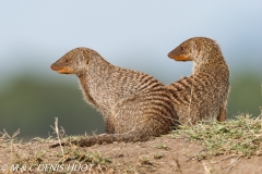 mangue rayée / Banded mongoose