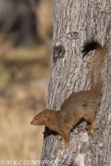 mangouste rouge / slender mongoose