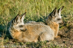 otocyon / bat-eared fox