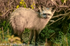 otocyon / bat-eared fox