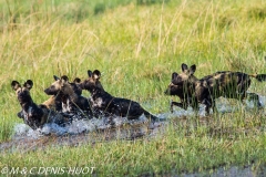 lycaon / wild dog