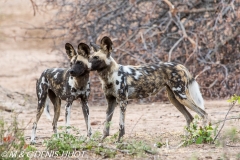 lycaon / wild dog