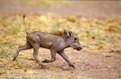 phacochère / warthog