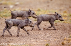 phacochère / warthog