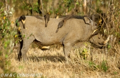 phacochère / warthog