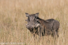 phacochère / warthog