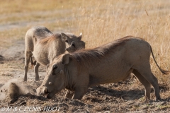 phacochère / warthog