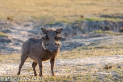 phacochère / warthog