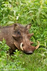 phacochère / warthog