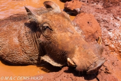 phacochère / warthog