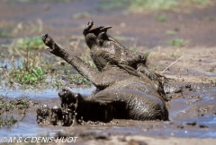 phacochère / warthog