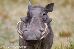 phacochère / warthog