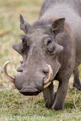 phacochère / warthog