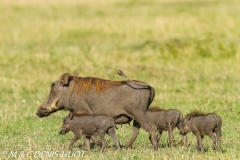 phacochère / warthog