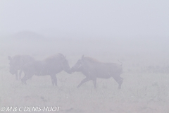 phacochère / warthog