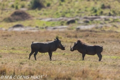 phacochère / warthog