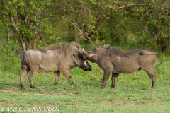 phacochère / warthog