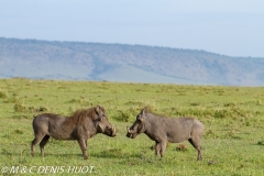 phacochère / warthog