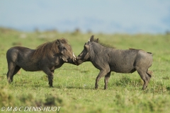 phacochère / warthog